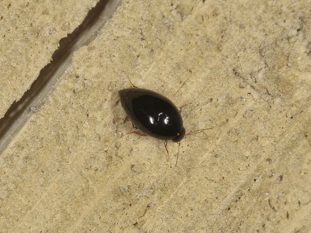 Scaphisoma agaricinum?